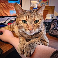 adopt a pet