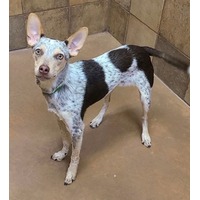 adopt-pet