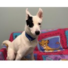 Adopt A Pet :: Blue - Jackson, MI