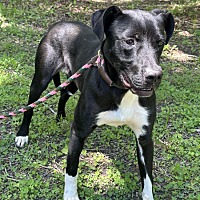 adopt-pet