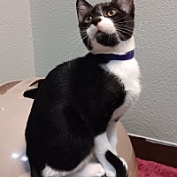 adopt a pet
