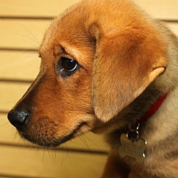 Thumbnail photo of Vega-Adopted! #3