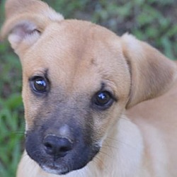 Thumbnail photo of Tanner~adopted! #1
