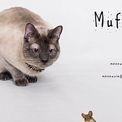 Thumbnail photo of Muffin #1