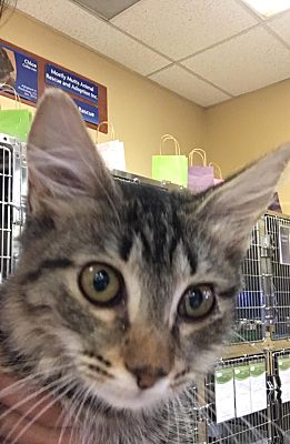 Kennesaw Ga Domestic Mediumhair Meet Tabitha A Pet For Adoption