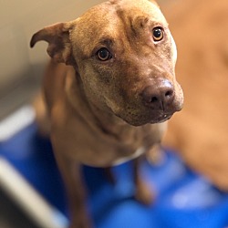 Madison-Jefferson County Animal Shelter in Madison, Indiana