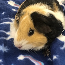 Locust, NC - Guinea Pig. Meet Shirley a Pet for Adoption.