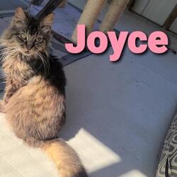 Photo of Joyce