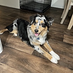 Photo of Teddy