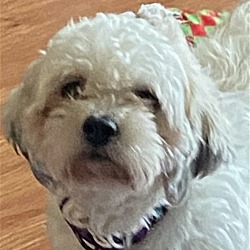 Photo of Annie