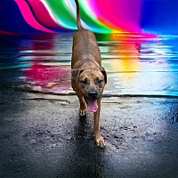 adopt a pet