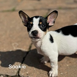 Photo of Sookie