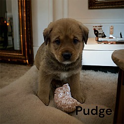 Photo of Pudge