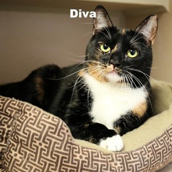 Thumbnail photo of Diva 240183 #2