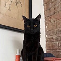 adopt-pet