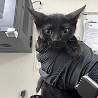 adopt a pet