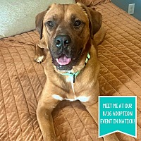 adopt a pet