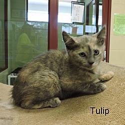 Thumbnail photo of Tulip #3