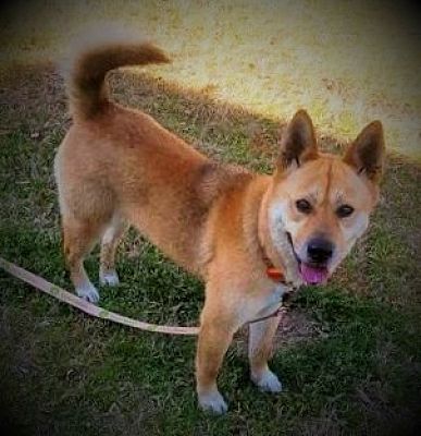 Aiken Sc Shiba Inu Meet Keiko A Pet For Adoption