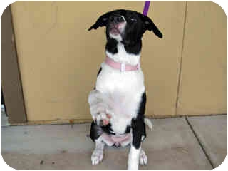 Scottsdale Az German Shorthaired Pointer Meet Sachi A Pet For