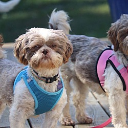 Dutch Country Animal Rescue - NY in Honeoye Falls, New York
