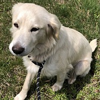 Adopted Pets At Almost Home Shelter Pet Rescue In Hazard Kentucky