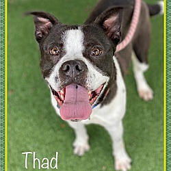 Photo of THAD - see videos