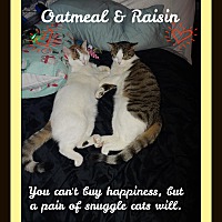 Photo of Oatmeal & Raisin - Snugglers