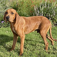 redbone coonhound puppies for sale ohio