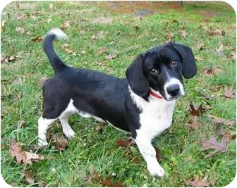 Mocksville Nc Basset Hound Meet Gabe A Pet For Adoption