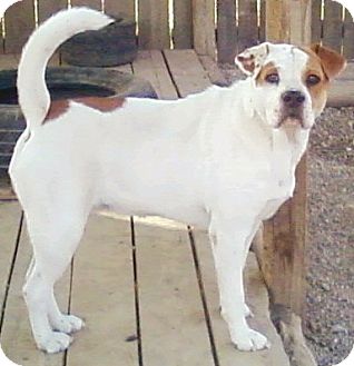 Toledo Oh American Bulldog Meet Bailey A Pet For Adoption
