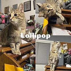 Photo of Lollipop