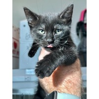 adopt-pet