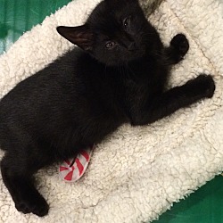 Photo of Petite young Female black cat