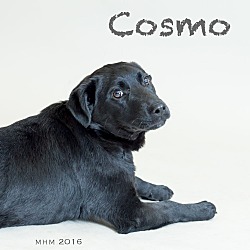Thumbnail photo of Cosmo #3
