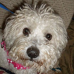 Bichon frise tacoma hot sale