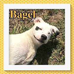 Thumbnail photo of Bagel #1