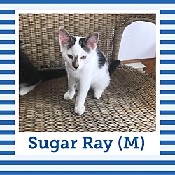 Thumbnail photo of Sugar Ray #1