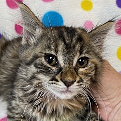 Photo of Daphne