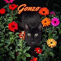 Photo of Gonzo