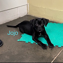Photo of Jojo