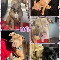 adopt a pet