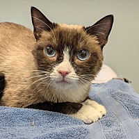 adopt a pet