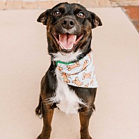 adopt a pet