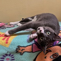 adopt a pet