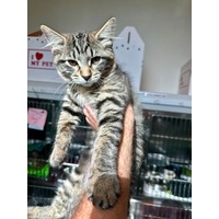 adopt-pet