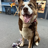 adopt a pet