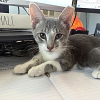 adopt a pet
