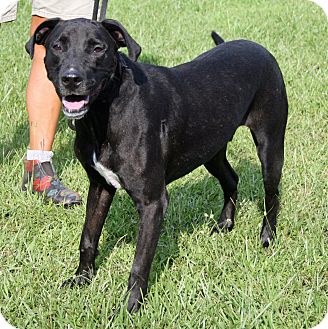 adoptapet vinnie adoption
