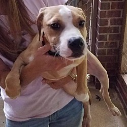 American staffordshire outlet terrier beagle